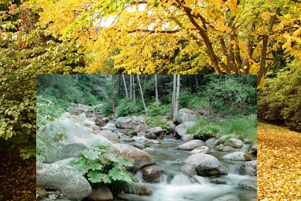 Creation of Autumn Along the Creek: Step 6